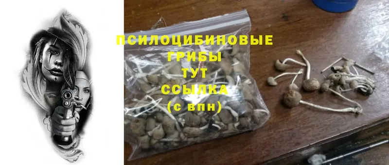 omg рабочий сайт  Почеп  Псилоцибиновые грибы Psilocybe 